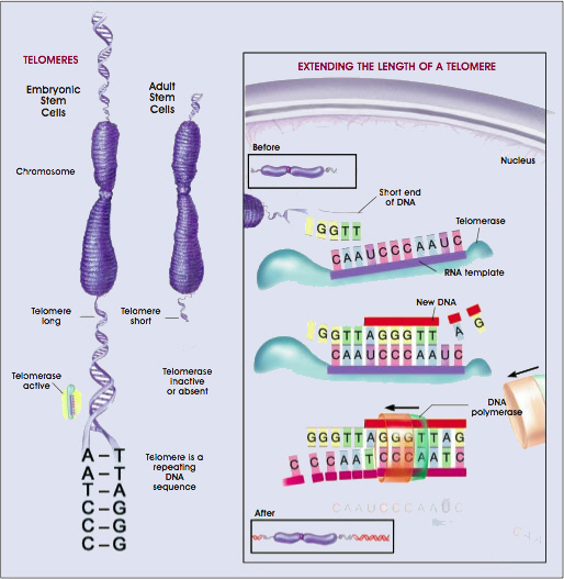 Telomere - DNA