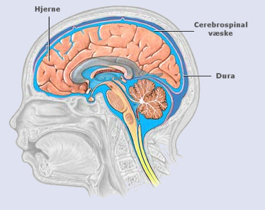 Information om cerebrospinal