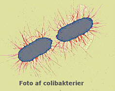 colibakterier