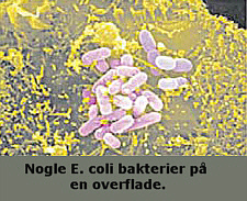 E. coli bakterier på en overflade