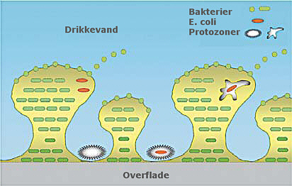 Forklaring om bakterier i dansk drikkevand